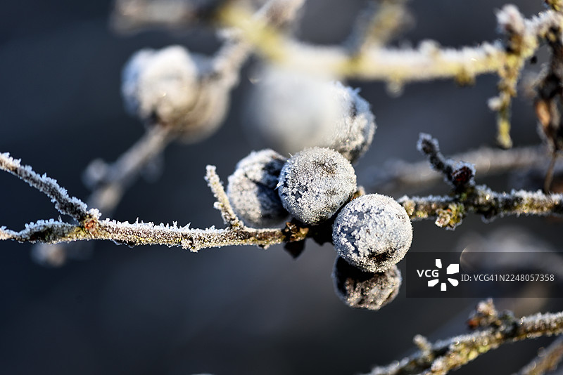 长着白霜的欧洲刺李图片素材
