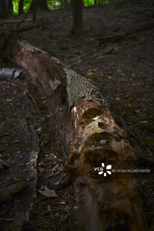 枯死的树干图片素材