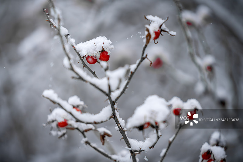 一枝覆盖着雪的野玫瑰枝条图片素材