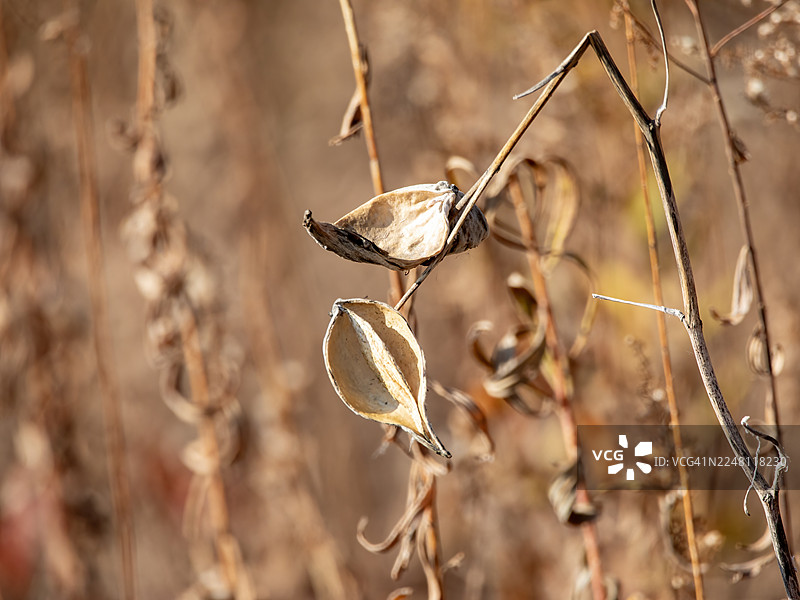 抽象的马利筋豆荚图片素材
