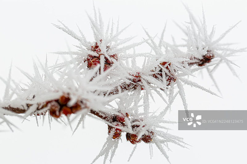 休眠的冬枝上的极端雾凇晶体图片素材