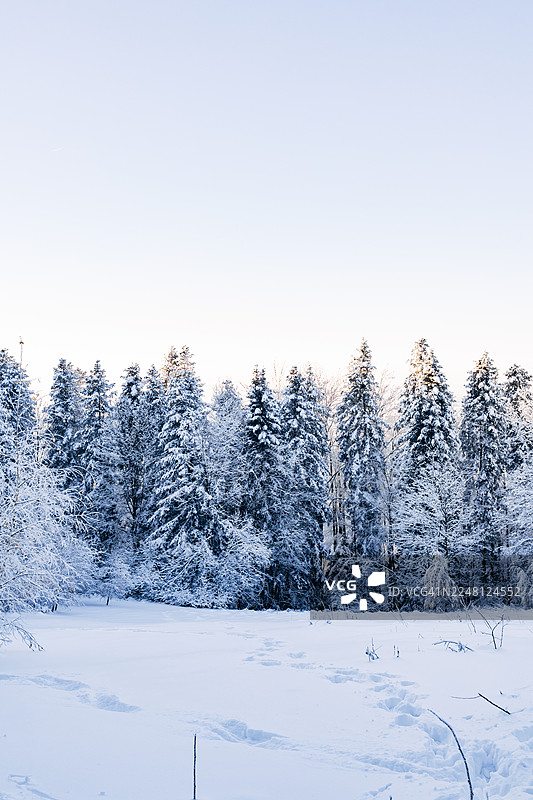 冬季森林景观中的雪松树图片素材