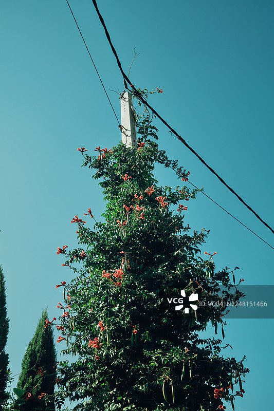 藤蔓开着橙色花朵爬上电线杆，背景是晴朗的天空图片素材