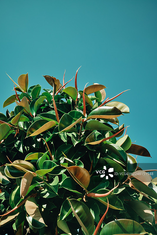 在晴朗的夏日蓝天下茁壮成长的橡胶树叶图片素材