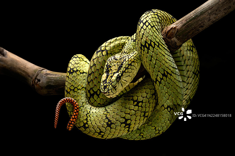 苏门答腊矛头蝮图片素材