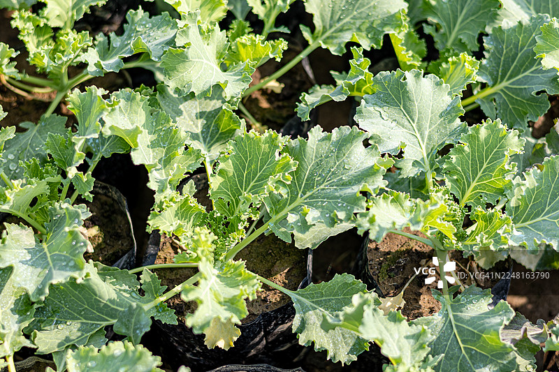 阳光下育苗袋中健康生长的羽衣甘蓝幼苗图片素材