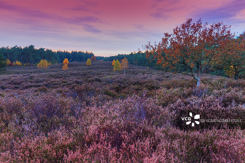 阿珀尔多伦和阿纳姆附近的格鲁恩豪韦石楠林日落及粉色晚霞图片素材