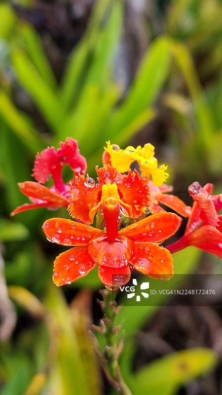 盛开的兰花图片素材