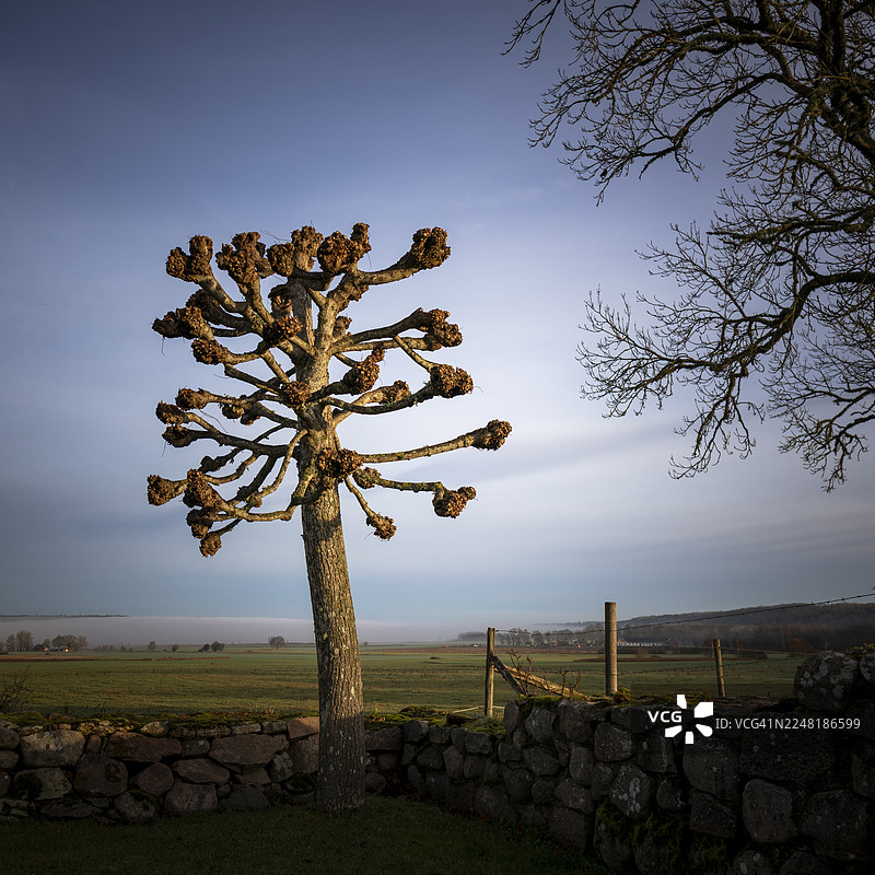 瑞典莱尔达拉修剪过的树与石头墙图片素材