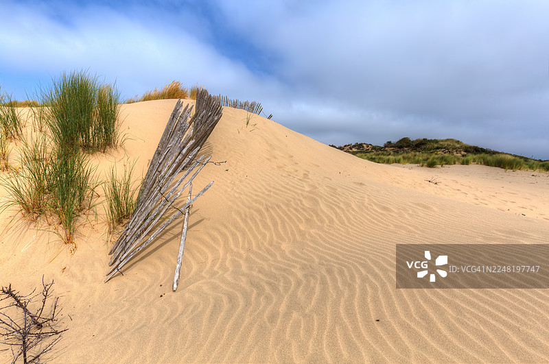 位于海牙杜因和斯海弗宁恩附近的韦斯特杜因公园的沙丘图片素材