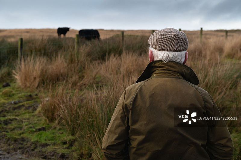 农民在田野里看着肉牛图片素材