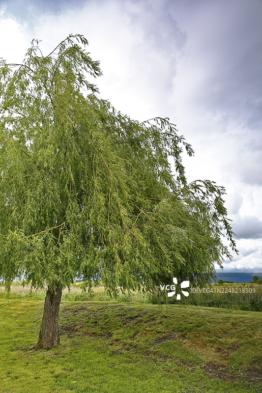 多云天空下的绿色草地上的一棵柳树,位于德国梅克伦堡-前波美拉尼亚州的皮纳塔尔自然公园图片素材