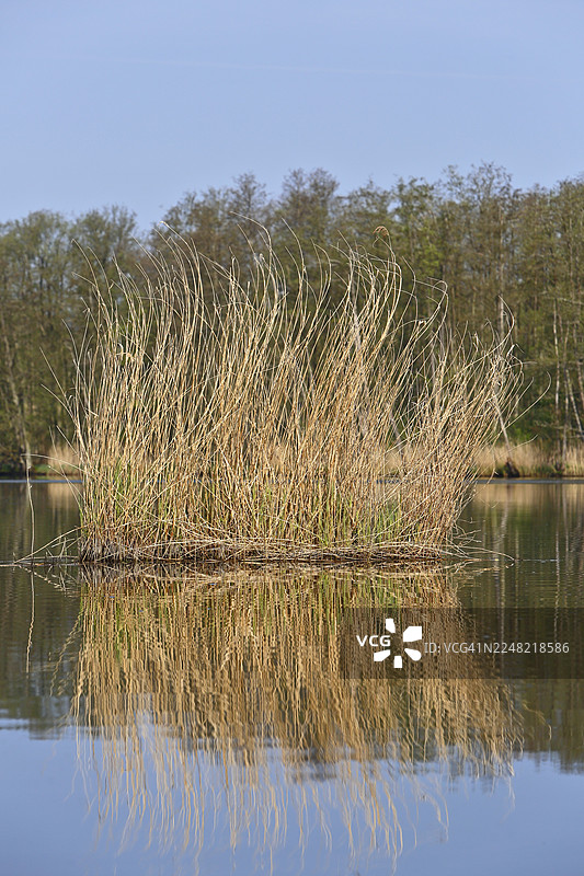 湖水中倒映着垂直的芦苇，位于德国梅克伦堡-前波美拉尼亚州的皮纳塔尔自然公园图片素材