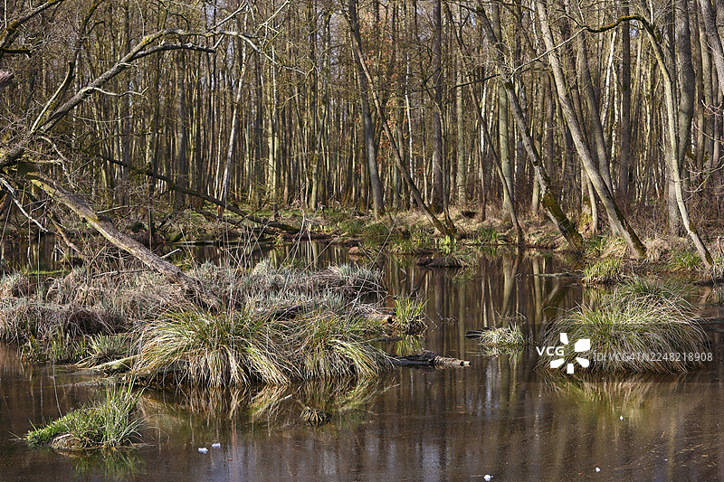德国梅克伦堡-前波美拉尼亚州佩内塔尔自然公园，有沼泽森林、茂密的草地和宁静的水塘图片素材