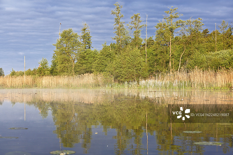 黎明时分,湖面、树木、芦苇和宁静的水面,德国梅克伦堡-前波美拉尼亚州佩内塔尔自然公园图片素材