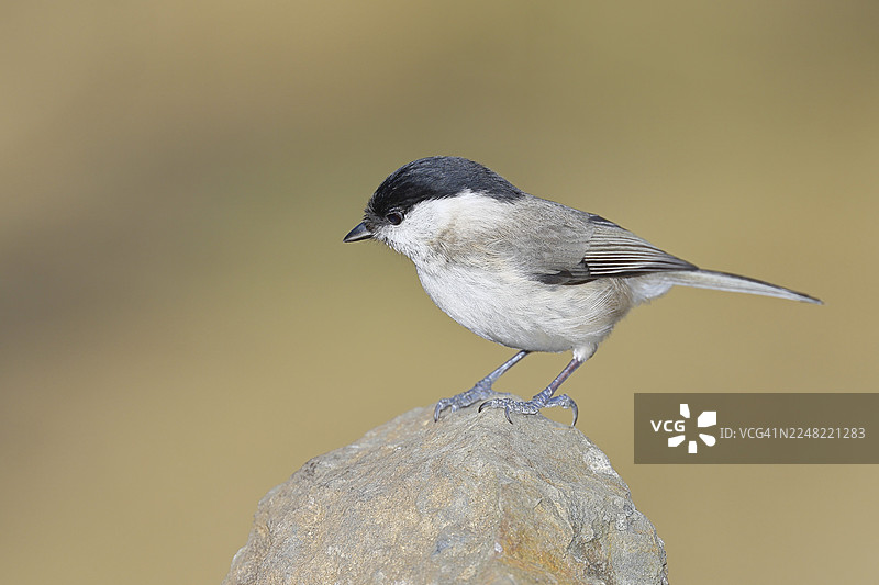 沼泽山雀，（Parus palustris），栖息在岩石上，秋季，野生动物，动物，山雀科，鸣禽，鸟类，维尔恩斯多夫，北莱茵-威斯特法伦州，德国图片素材