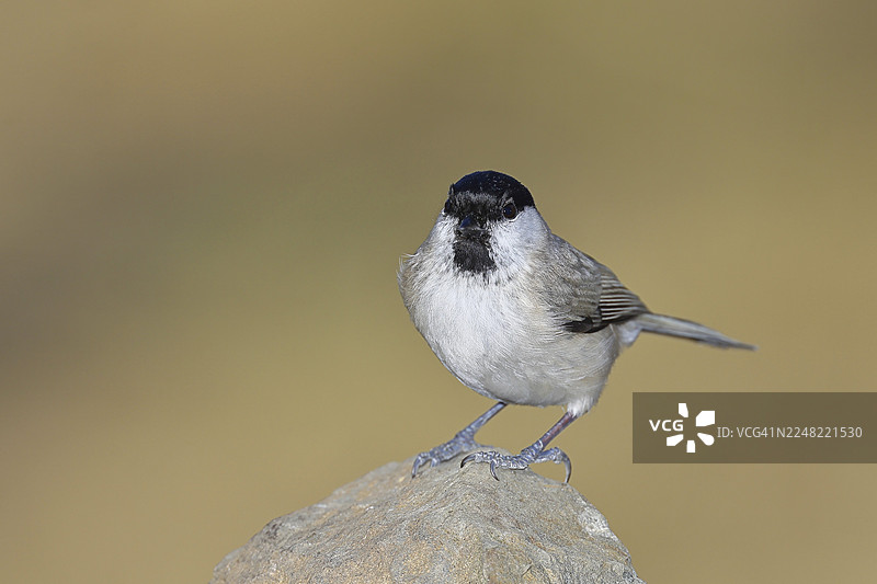 沼泽山雀（Parus palustris）栖息在岩石上，面向镜头，背景为秋季的德国北莱茵-威斯特法伦州威尔恩斯多夫的野生动物、鸟类、山雀科的鸣禽。图片素材