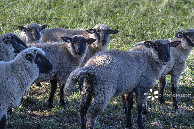 黑头羊（Ovis gmelini aries）在德国梅克伦堡-前波美拉尼亚州的牧场图片素材