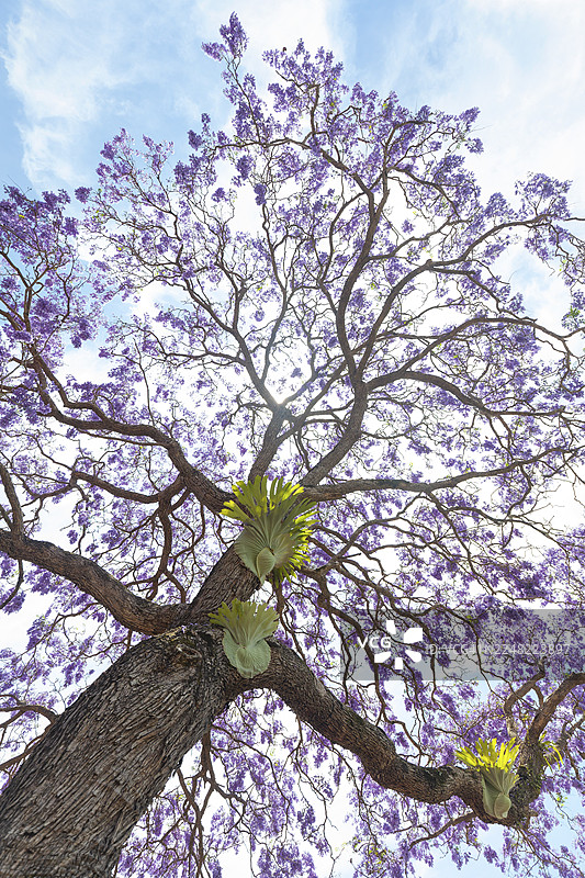 盛开的玫瑰木(蓝花楹)树,拥有梦幻般的蓝紫色花朵。树干上生长着巨大的鹿角蕨(Platycerium)。这张植物之美的照片摄于澳大利亚新南威尔士州默威伦巴。图片素材