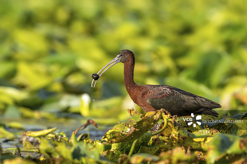 褐镰翅鸊鷉（Plagadis falcinellus），在池塘玫瑰上侧身，嘴里叼着一片鱼鳔，罗马尼亚多瑙河三角洲图片素材