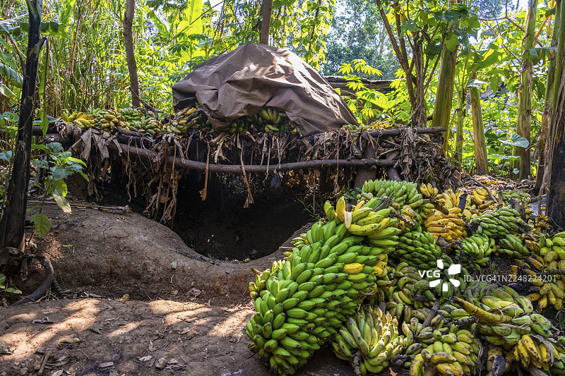 香蕉的成熟过程，香蕉种植园，乌干达姆巴莱附近图片素材