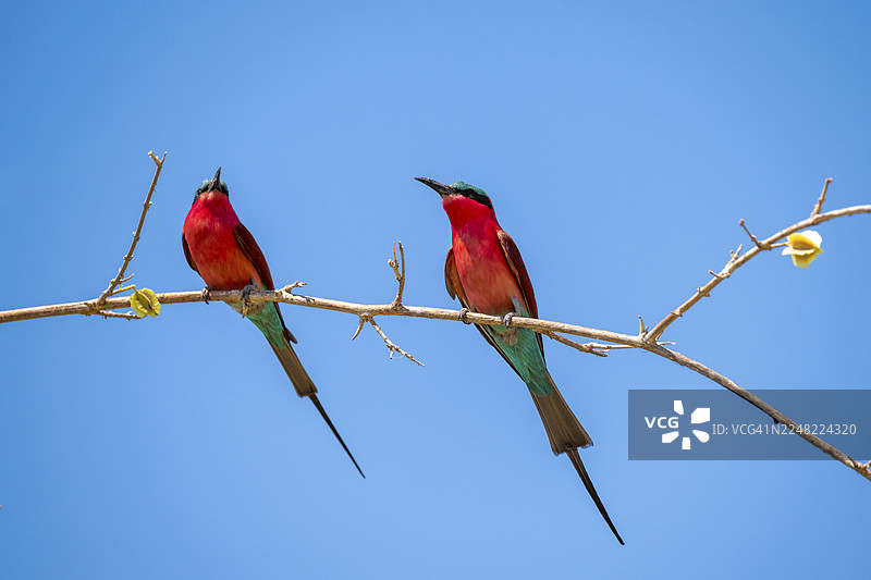 两只动物，南方绯红蜂虎（Merops nubicoides），蜂虎栖息在树枝上，博茨瓦纳奥卡万戈三角洲莫雷米禁猎区图片素材