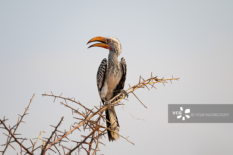 黄嘴犀鸟（Tockus leucomelas）栖息在树枝上，位于博茨瓦纳的恩凯帕国家公园图片素材