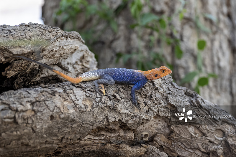 雄性红头岩石阿伽玛蜥（Agama Agama），埃帕帕，纳米比亚图片素材