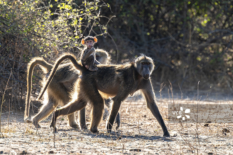成年和幼年的查克马狒狒（Papio ursinus）在博茨瓦纳乔贝国家公园的伊哈哈觅食图片素材