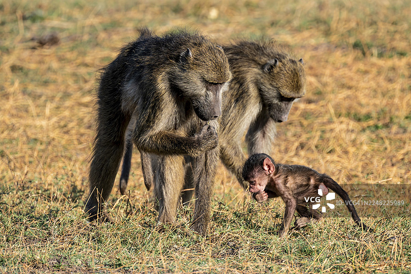 幼崽与母亲玩耍，熊狒狒（Papio ursinus），伊哈哈，乔贝国家公园，博茨瓦纳图片素材