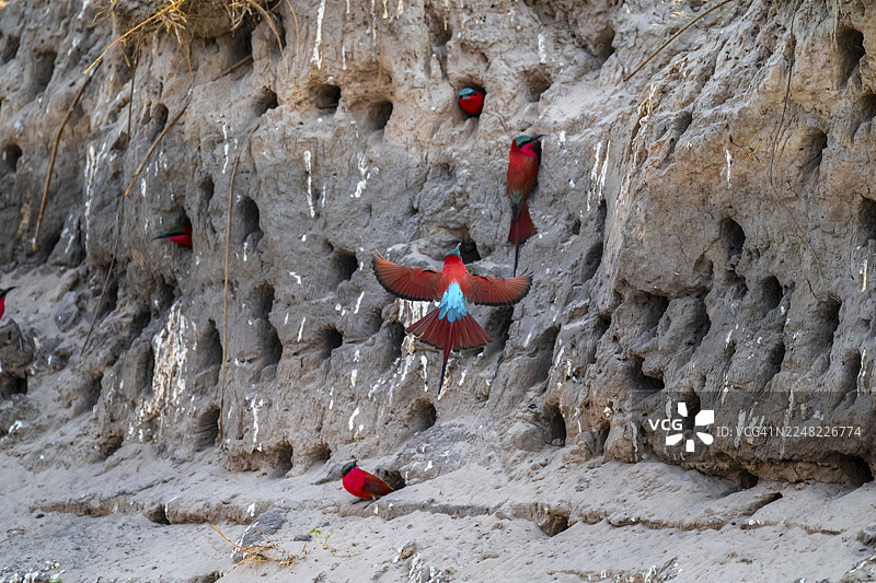 纳米比亚卡普里维地带赞贝齐地区夸ando河，夸ando河岸边的繁殖洞穴，南部紫翅蜂虎（Merops nubicoides），蜂虎繁殖图片素材