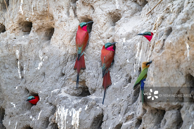 纳米比亚卡普里维地带赞比西地区夸ando河畔的繁殖洞穴,南部绯红蜂虎(Merops nubicoides),蜂虎繁殖,夸ando河图片素材