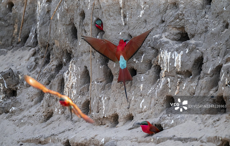 南非红喉蜂虎(Merops nubicoides)在夸ando河岸的繁殖洞穴,蜂虎繁殖,夸ando河,赞比西地区,卡普里维地带,纳米比亚图片素材