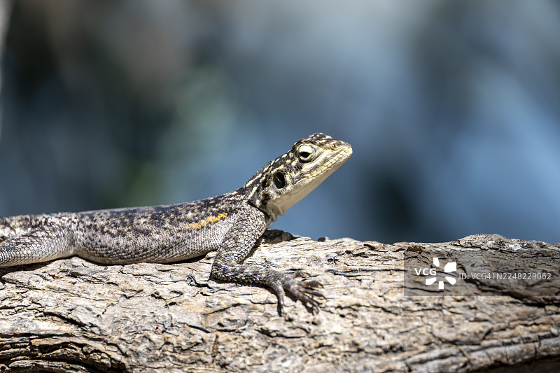 纳米比亚埃普帕的雌性岩壁飞龙（Agama Agama）图片素材