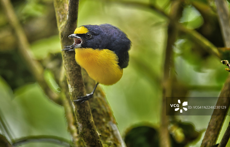 一只橙腹噪鹛正在鸣叫，栖息在枝头图片素材