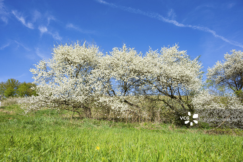 春天阳光明媚的日子里，德国巴伐利亚州纽马克特上普法尔茨地区的海伦娜草地上盛开的金楼子（欧洲李）灌木图片素材
