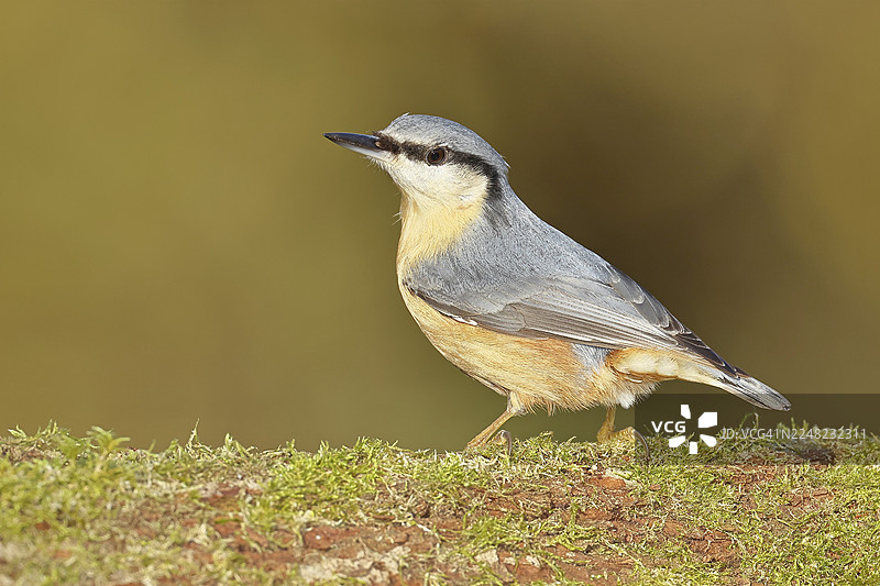 一只欧洲鹪鹩（Sitta europaea）栖息在长满苔藓的树根上，地点位于德国北莱茵-威斯特法伦州维尔恩斯多夫。图片素材