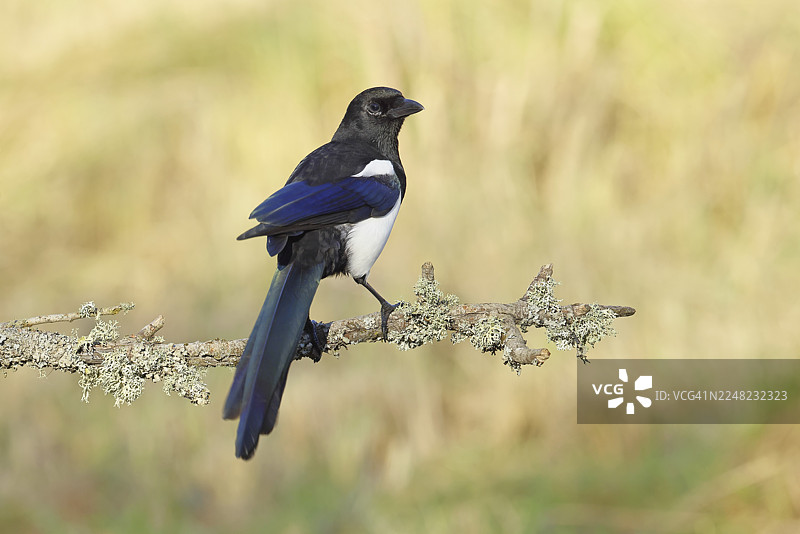 喜鹊（Pica pica）栖息在布满地衣的树枝上，鸦科，自然摄影，德国北莱茵-威斯特法伦州威尔恩斯多夫图片素材