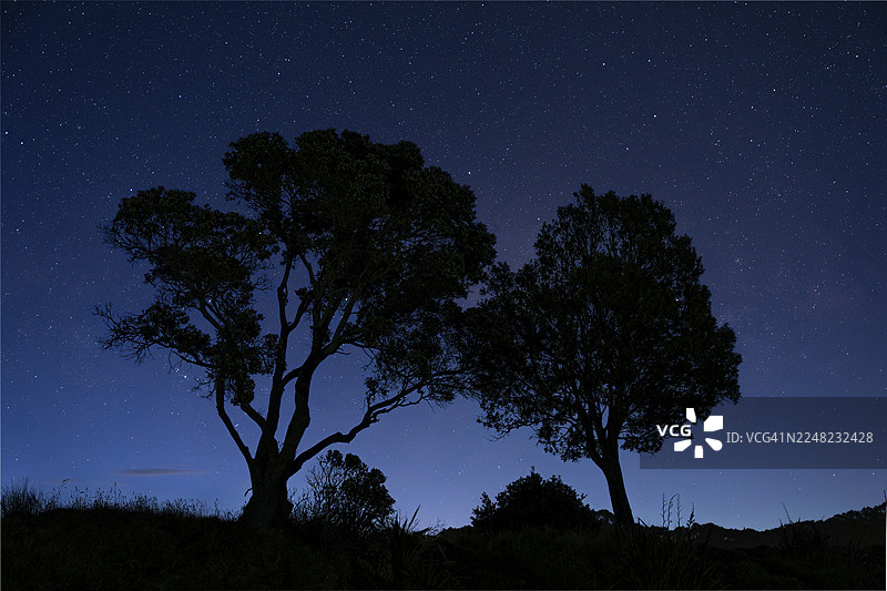 新西兰圣诞树(梅特罗斯德罗斯属)。夜晚的两棵树,星空。新西兰怀卡托地区科罗曼德半岛的哈海图片素材