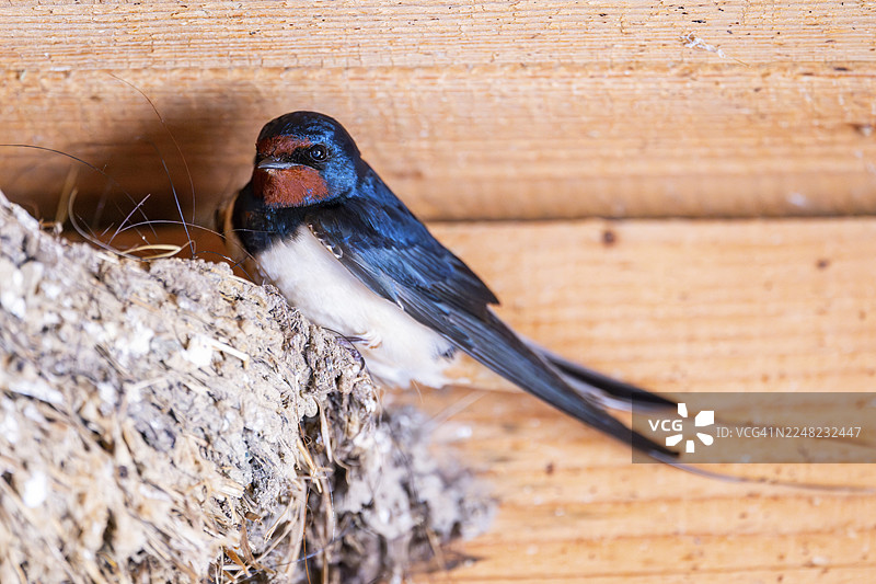 燕子（家燕）栖息在巢上，德国巴伐利亚图片素材