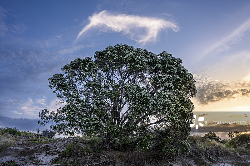 傍晚时分,新西兰圣诞树(梅特罗斯德罗斯)盛开。天空中有一朵形状像几维鸟的云。新西兰怀卡托地区科罗曼德尔半岛哈海。图片素材
