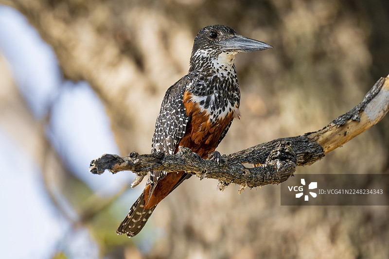 纳米比亚卡普里维地带奥卡万戈河上，一只巨翠鸟（Megaceryle maxima）栖息在树枝上图片素材