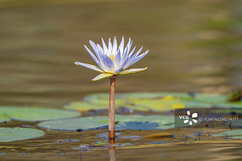 纳米比亚卡普里维地带奥卡万戈河上的睡莲（睡莲科）图片素材