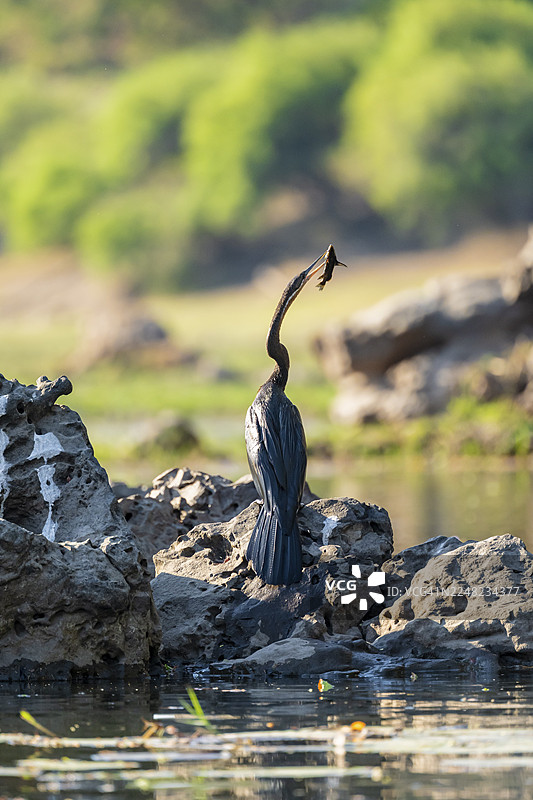 非洲蛇颈鹤（Anhinga rufa）在纳米比亚卡普里维地带的奥卡万戈河上捕获鱼图片素材