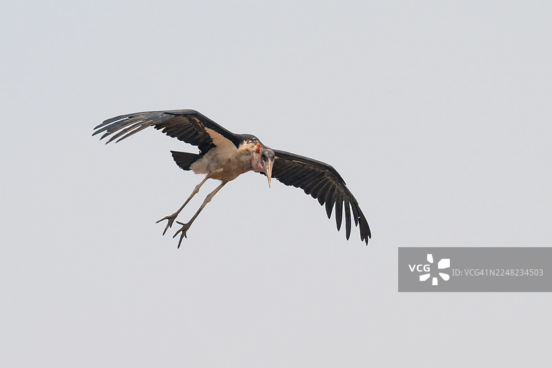 马鲁布鹳（Leptoptilos crumeniferus）在博茨瓦纳莫雷米禁猎区飞行图片素材