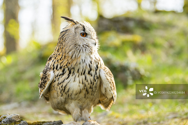 欧亚雕鸮（Bubo bubo）坐姿，圈养，德国巴伐利亚图片素材