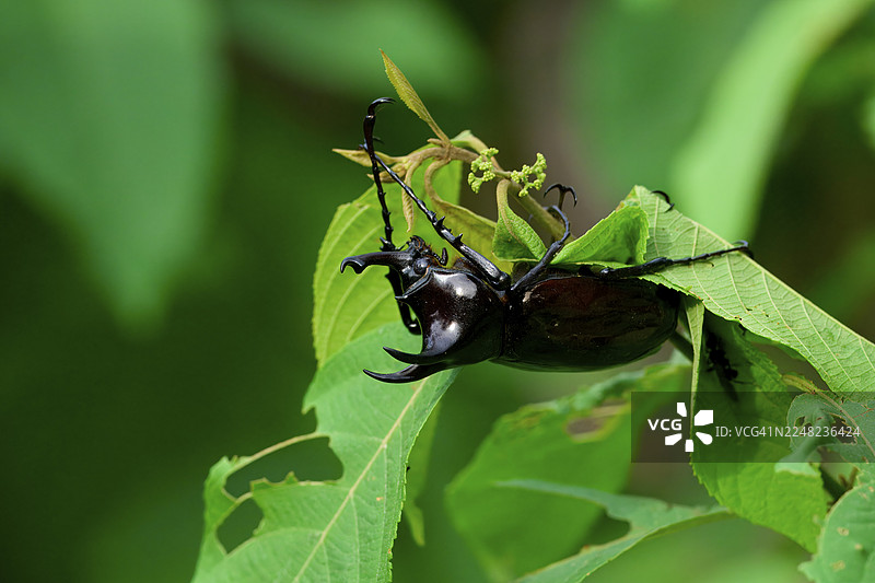 马来西亚婆罗洲的犀牛甲虫在树叶上图片素材
