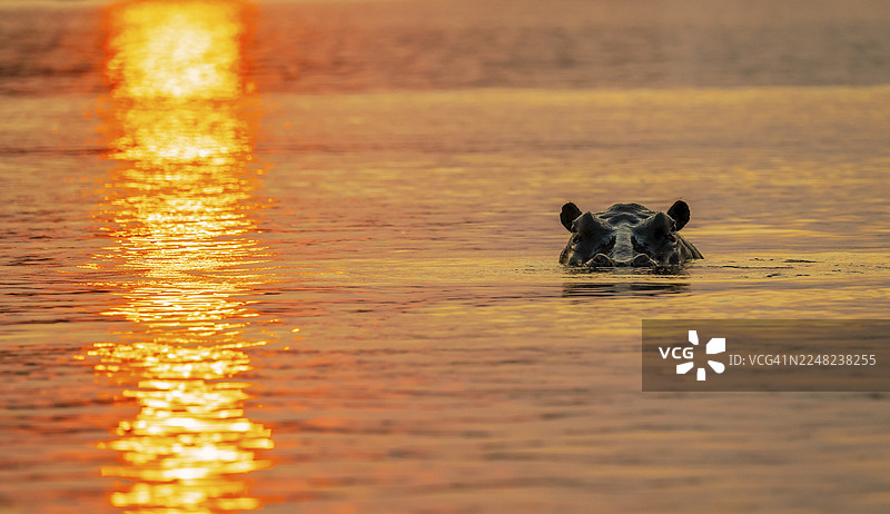 河马（Hippopotamus amphibius）在水中，卡万戈河，日落，赞比西地区，卡普里维地带，纳米比亚图片素材