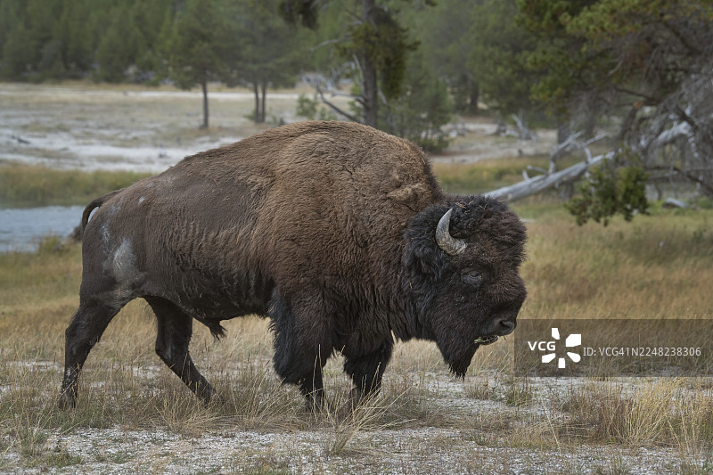 黄石国家公园的美国野牛图片素材