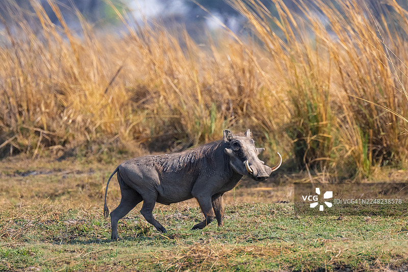 非洲疣猪（Phacochoerus africanus），卡普里维地带，纳米比亚图片素材